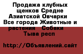 Продажа клубных щенков Средне Азиатской Овчарки - Все города Животные и растения » Собаки   . Тыва респ.